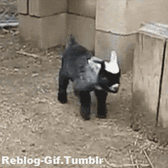 9cc458ddde8b65a7a74b69e6c525ab27.gif
