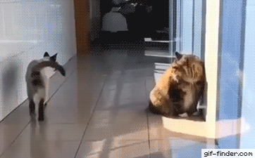 9a38f1ffd04e6e380abb08c115e284a6.gif