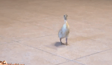 4299.gif