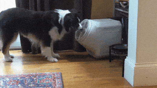 icegif-490.gif
