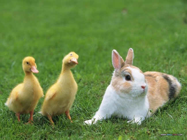 easter-650x487.jpg