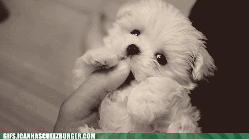 well-thats-just-stupid-cute