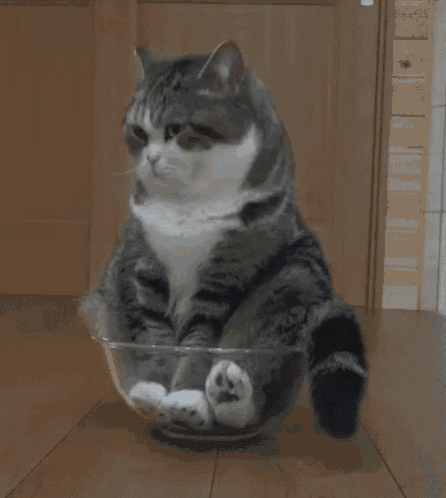 cat-in-bowl.gif