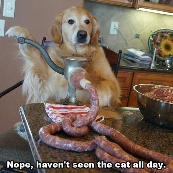 sausage-dog-hasnt-seen-cat.jpg