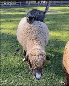 sheep-cat.gif