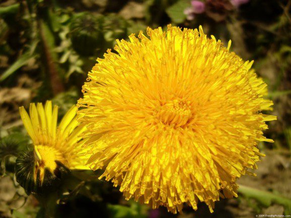 bright-dandelion-577x433.jpg