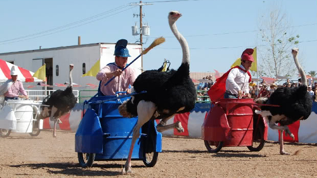 Ostrich_chariot_racing.jpg