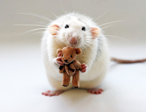 mouse-teddy-bear.jpg
