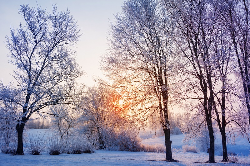 winter-tree-trimming.jpg