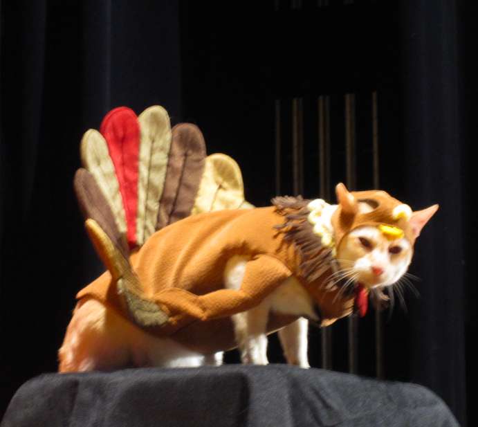catturkey.png
