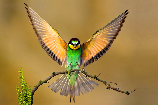Birds4.jpg