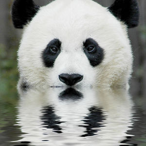animal-picture-panda-bear-ucumari.jpg