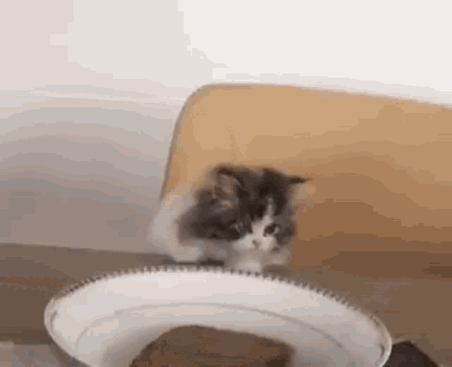 kitty-cat.gif