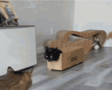 cat-in-a-box-cat-box.gif