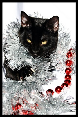 pet-xmas-03.jpg
