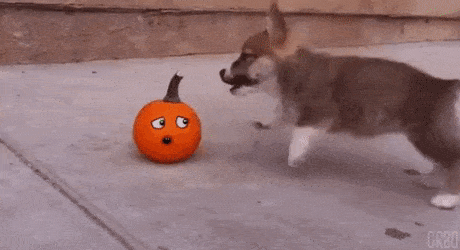 9d86adc6878493869ddb607426cf1618.gif
