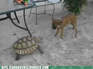 aggressive-tortoise