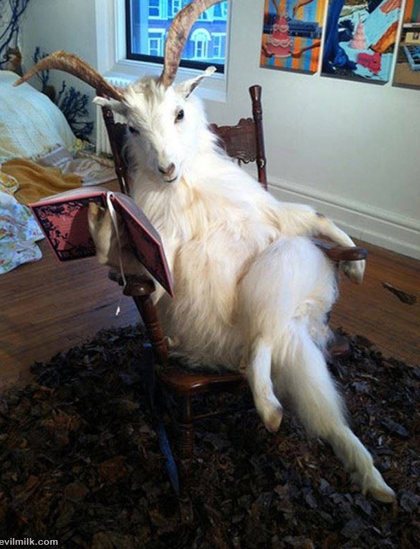 goat-chillin-big.jpg