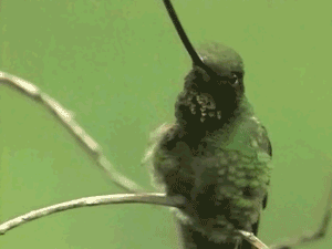 tiny-foot-scratch