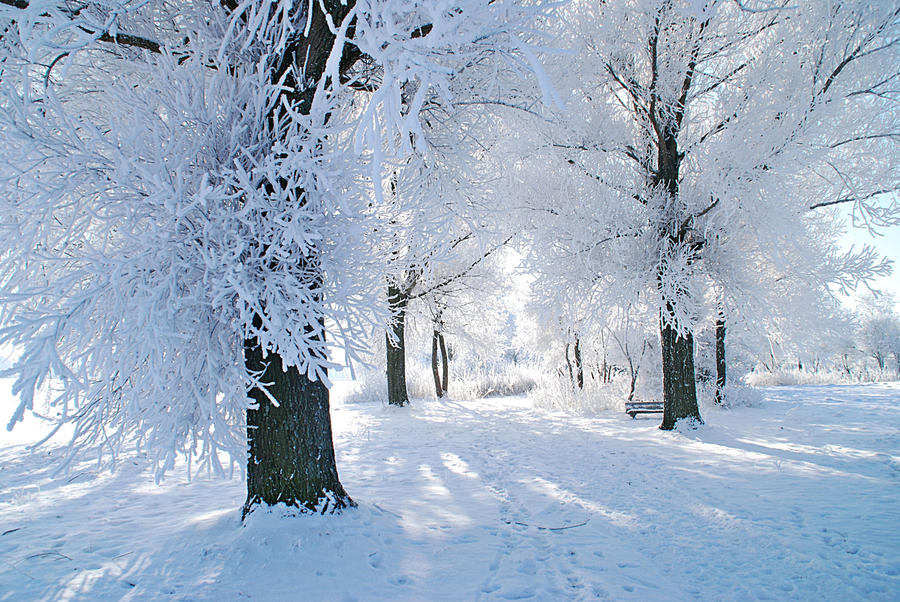 winter_trees_by_glyceria-d4oqg1g.jpg