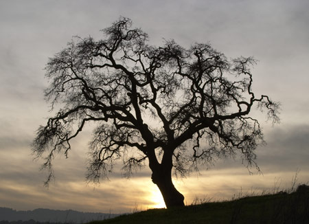 tree.jpg