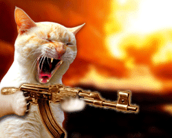 rambocat.gif
