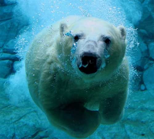 polar-bear-swimming.jpg