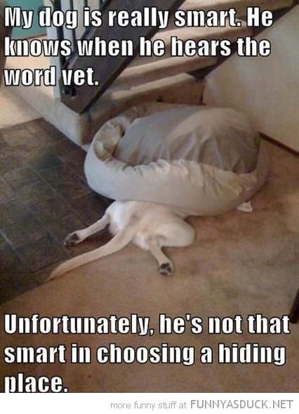 funny-smart-dog-hiding-vet-pics.jpg
