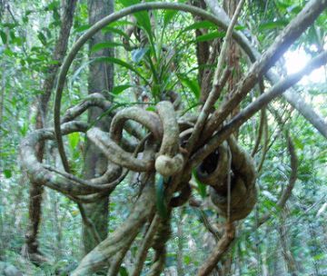 bizarre_or_ugly_tree4.jpg