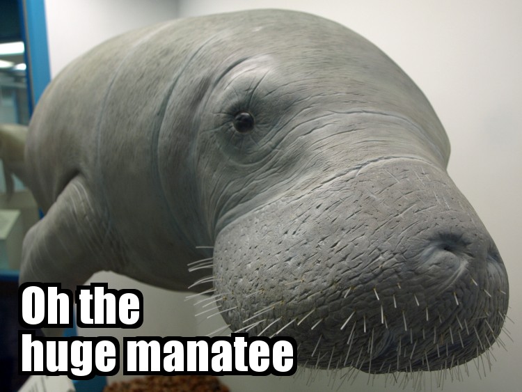 huge.jpg