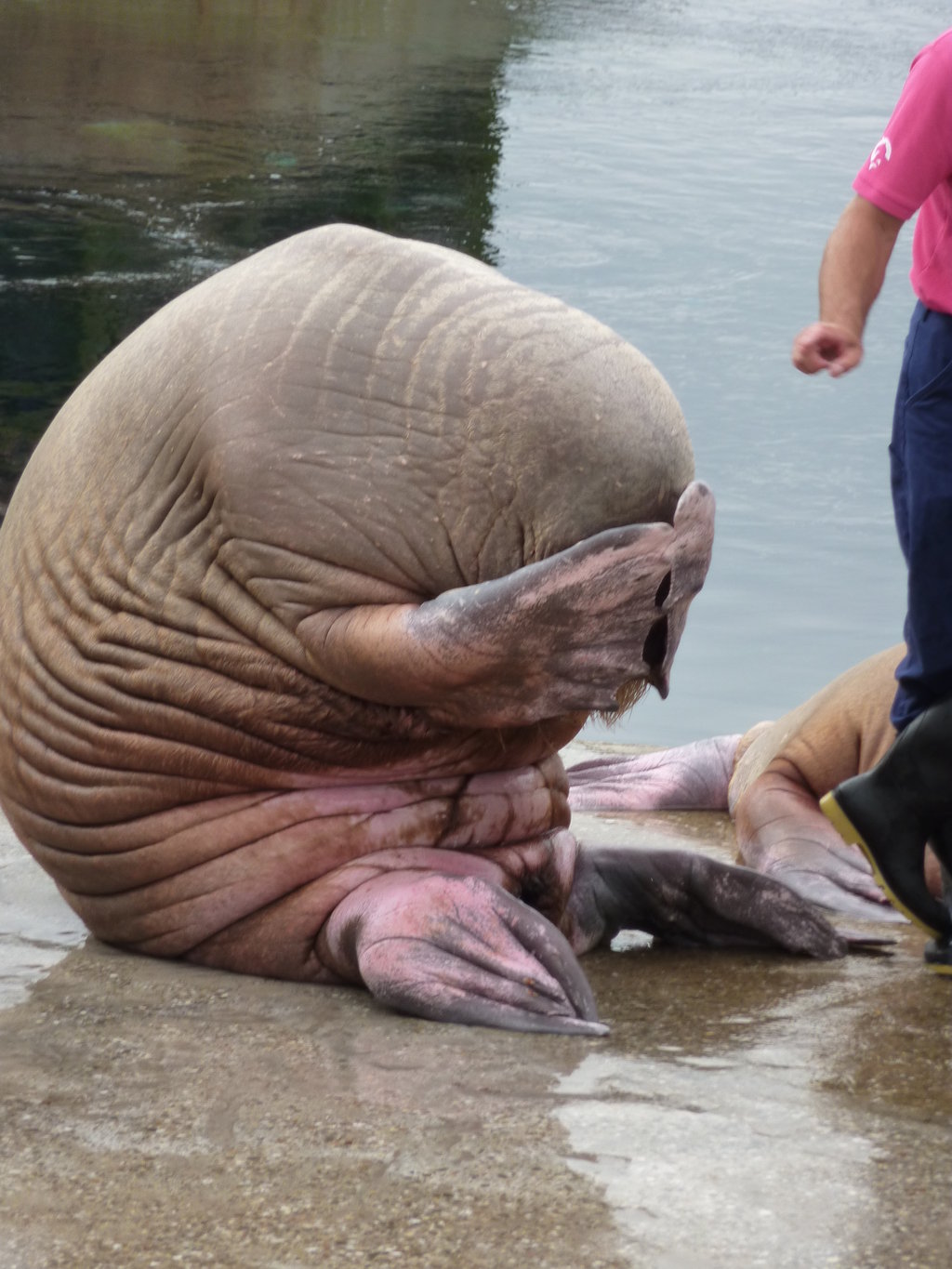 walrus_face_palm_by_ssjgarfield.jpg