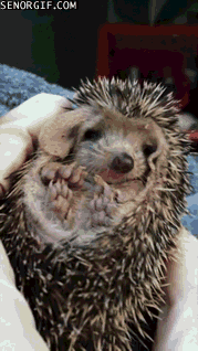 one-tired-hedgey
