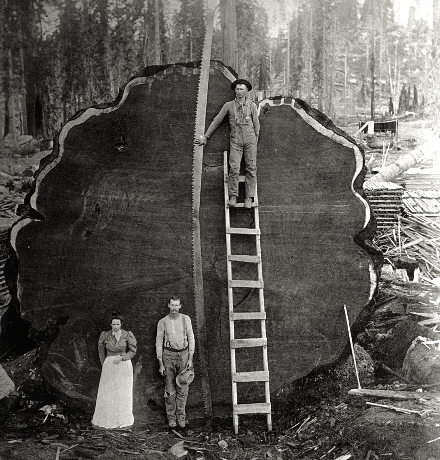 redwood.jpg