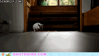 baby-wombat-scampering