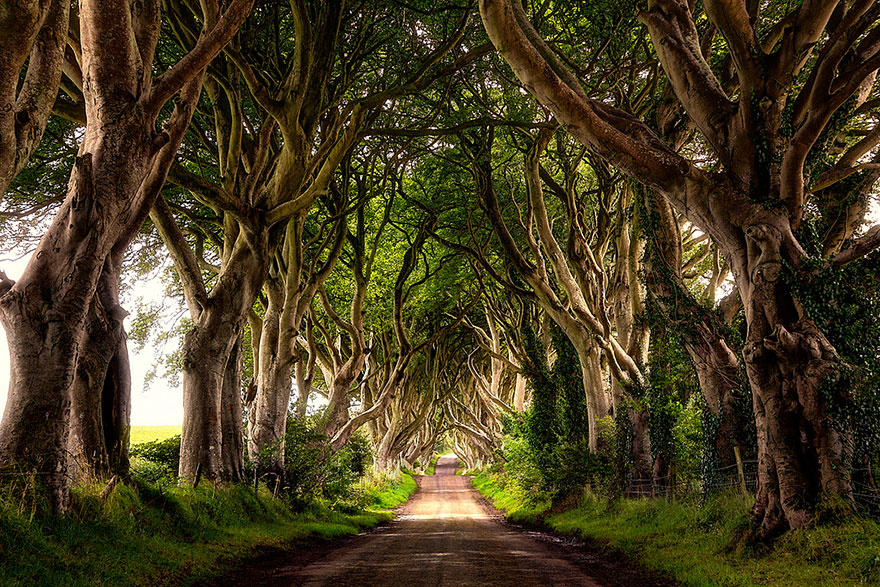 the-dark-hedges-tree-tunnel-5.jpg