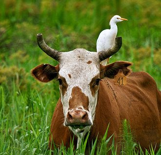 cow_bird.jpg