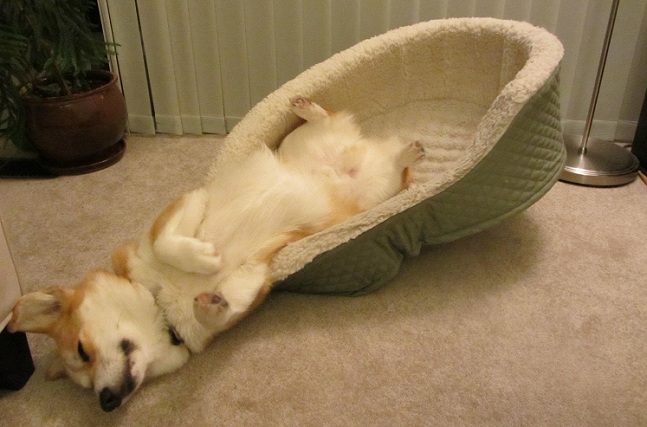 corgi-dog-sleeping.jpg