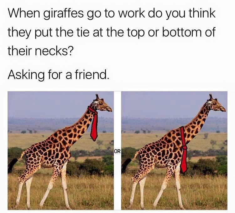 anybody-got-a-giraffe-as-a-coworker