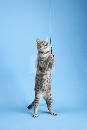 cutcaster-photo-100123211-Cat-playing-with-string.jpg