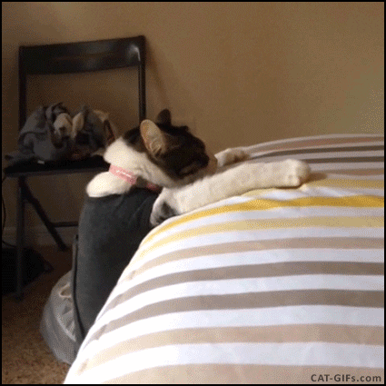 giphy.gif