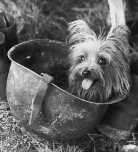 Smoky_(dog)_in_helmet.jpg