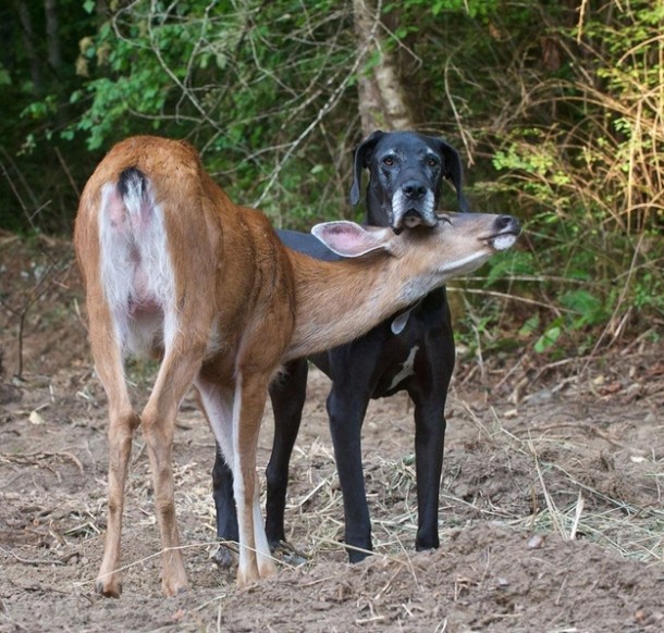 2014-03-24-animal-odd-couples.jpg