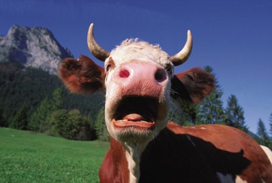 cow.jpg