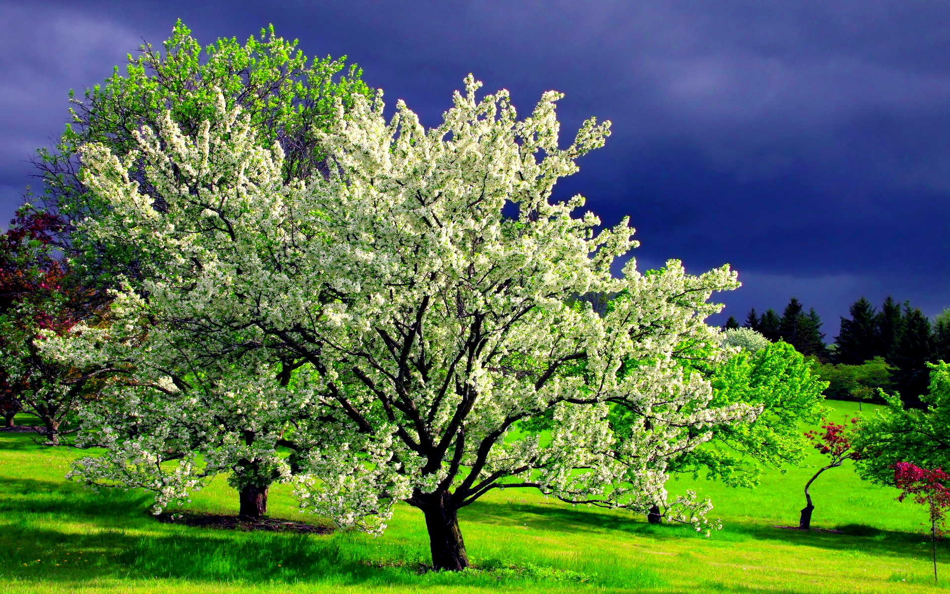 dream-spring-2012-spring-tree_1920x1200_96932.jpg