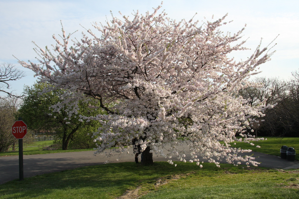 nybg_spring_09_flowering_tree.jpg