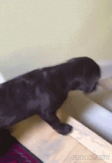 chocolate-lab-stair-surfing