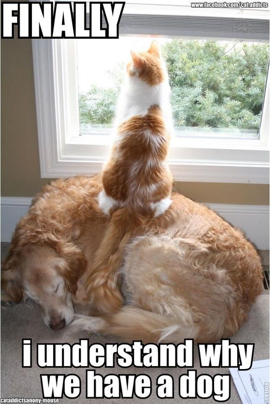 16ff68e20535aff8e8554c39e6750be8--dog-cat-pet-pet.jpg