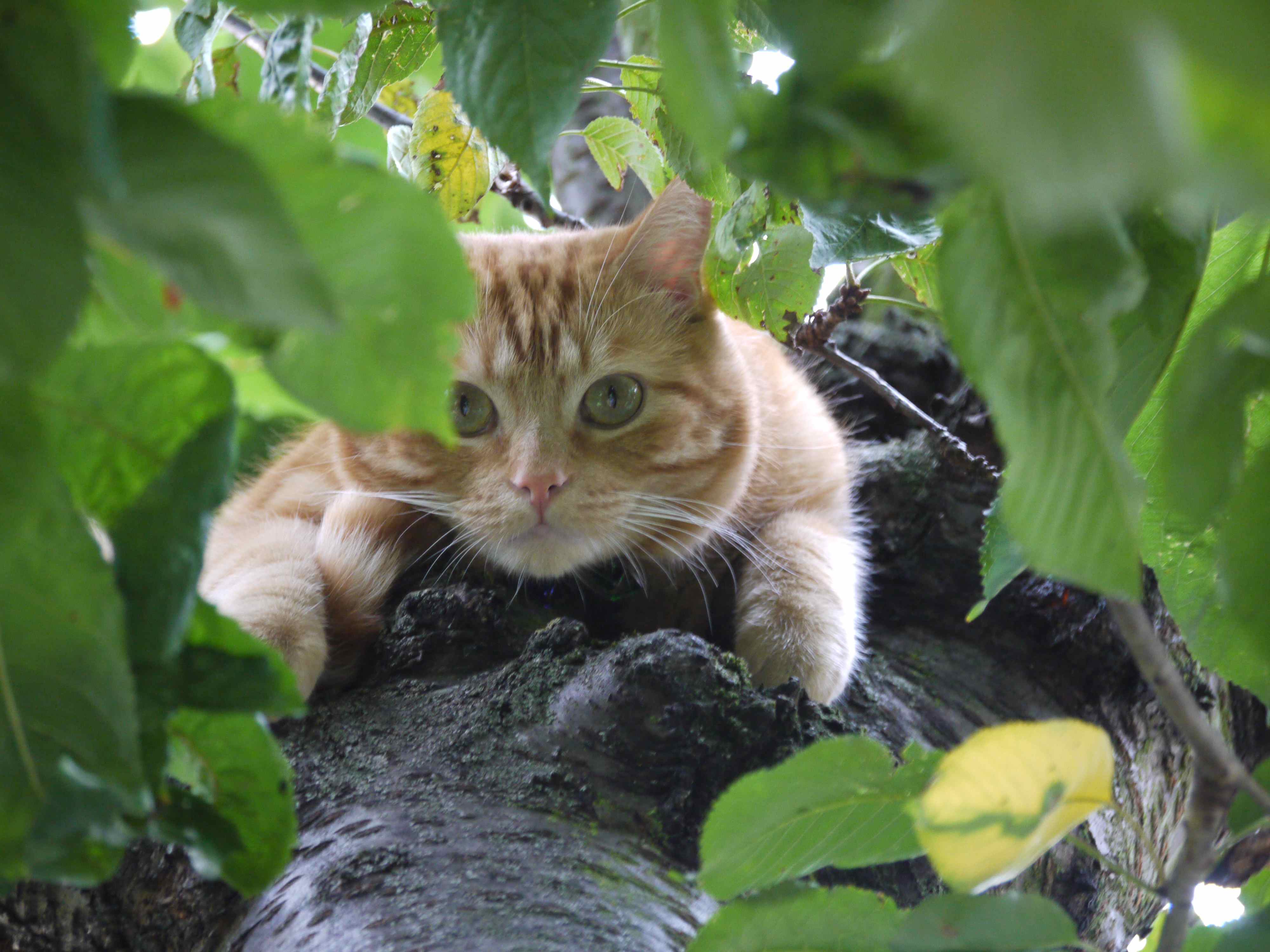 tree-cat.jpg