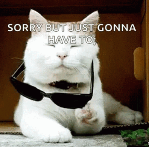 deal-with-it-cat.gif