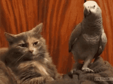 tenor.gif